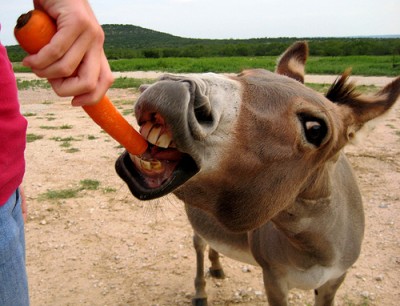 Carrots, sticks, donkeys and regression to the mean
